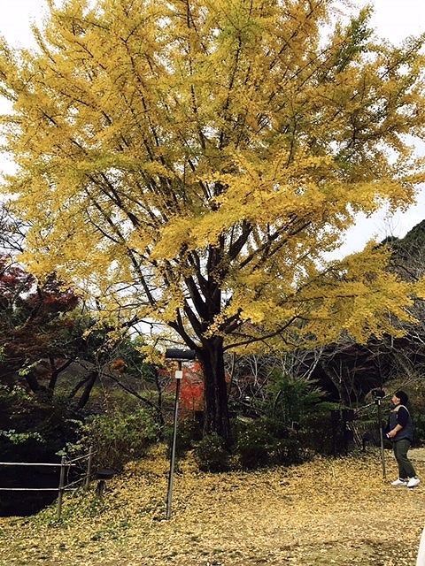 御船山楽園